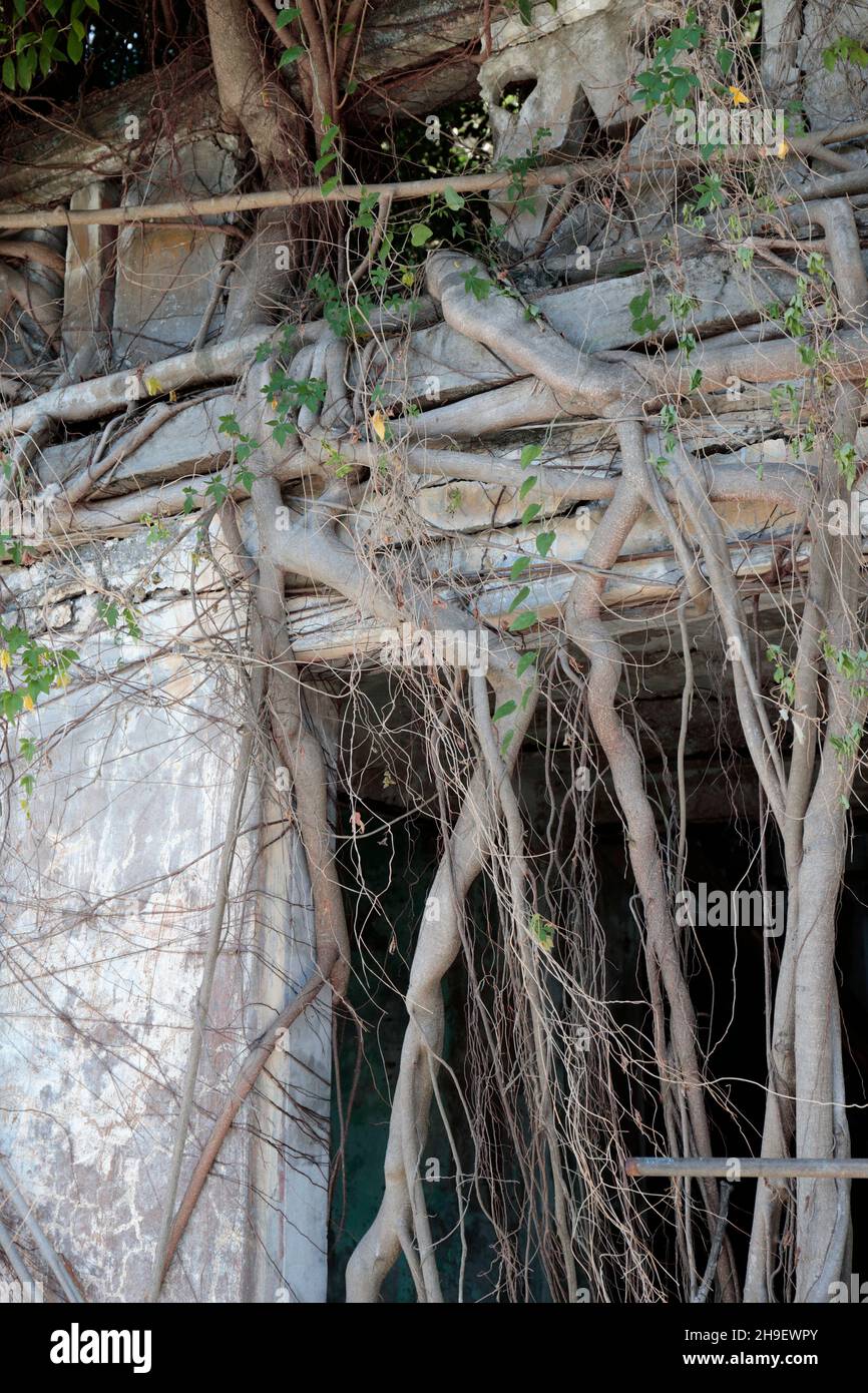 Fig tree roots on ruin of an abandoned village house, Kat O (Crooked Island), Mirs Bay, northeast Hong Kong 27th Nov 2021 Stock Photo