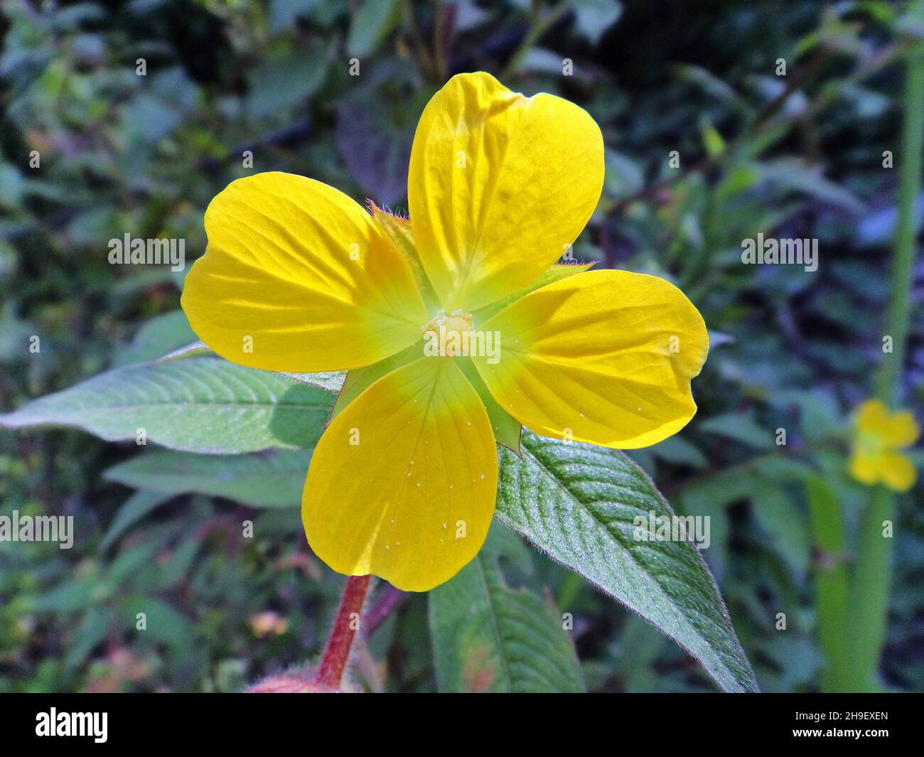 Primrose-willow, water-purslane, or water-primrose (Ludwigia elegans) Stock Photo