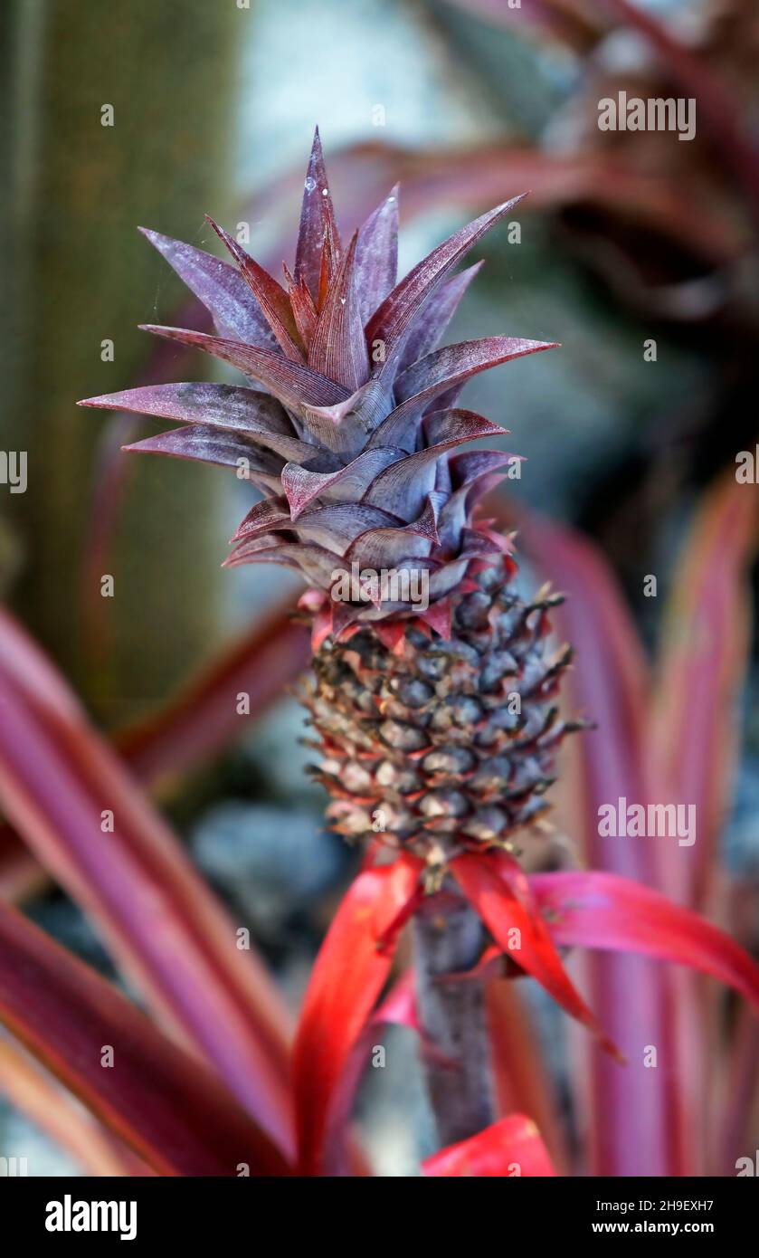Ornamental pineapple in the garden, Brazil Stock Photo
