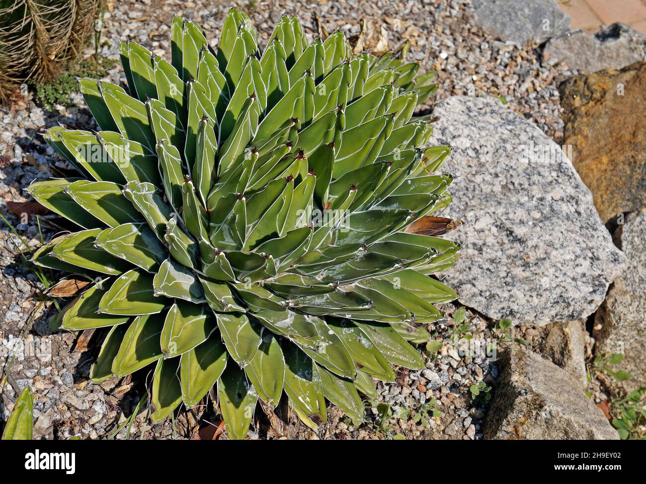 Agave plant on desert garden (Agave victoriae-reginae) Stock Photo