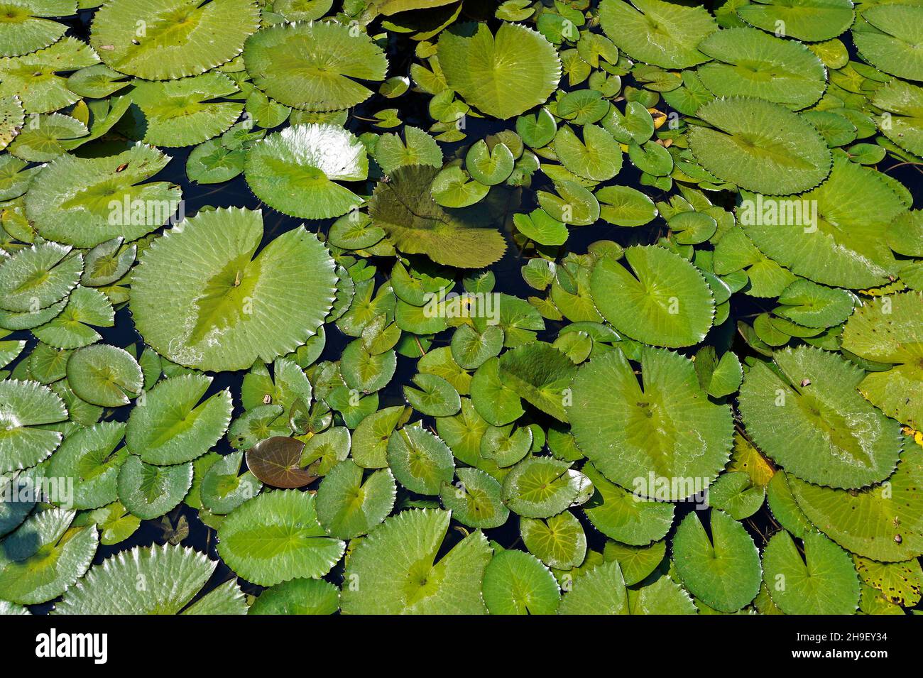 Lily pads (Nymphaea) on lake Stock Photo