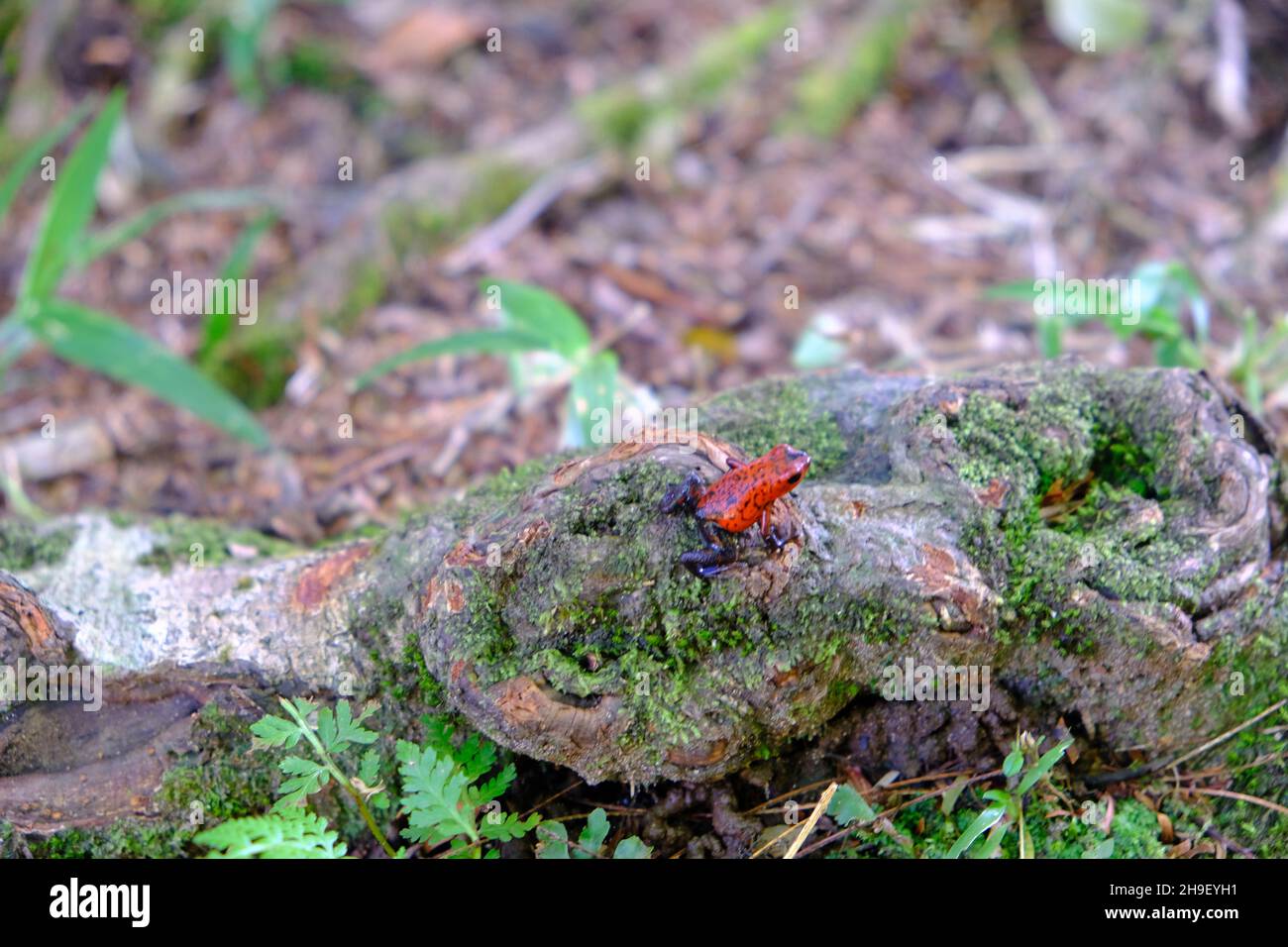 Costa Rica Tortuguero National Park - Parque Nacional Tortuguero - Red poison dart frog - Dendrobatidae Stock Photo