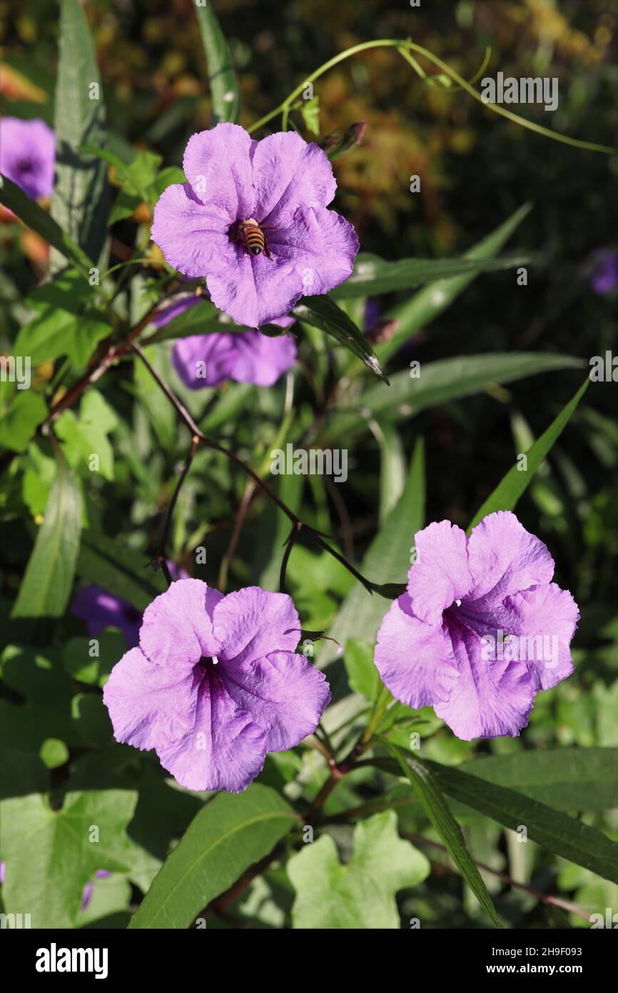 Ruellia Simplex or Mexican petunia purple flowers and bee pollinating Stock Photo