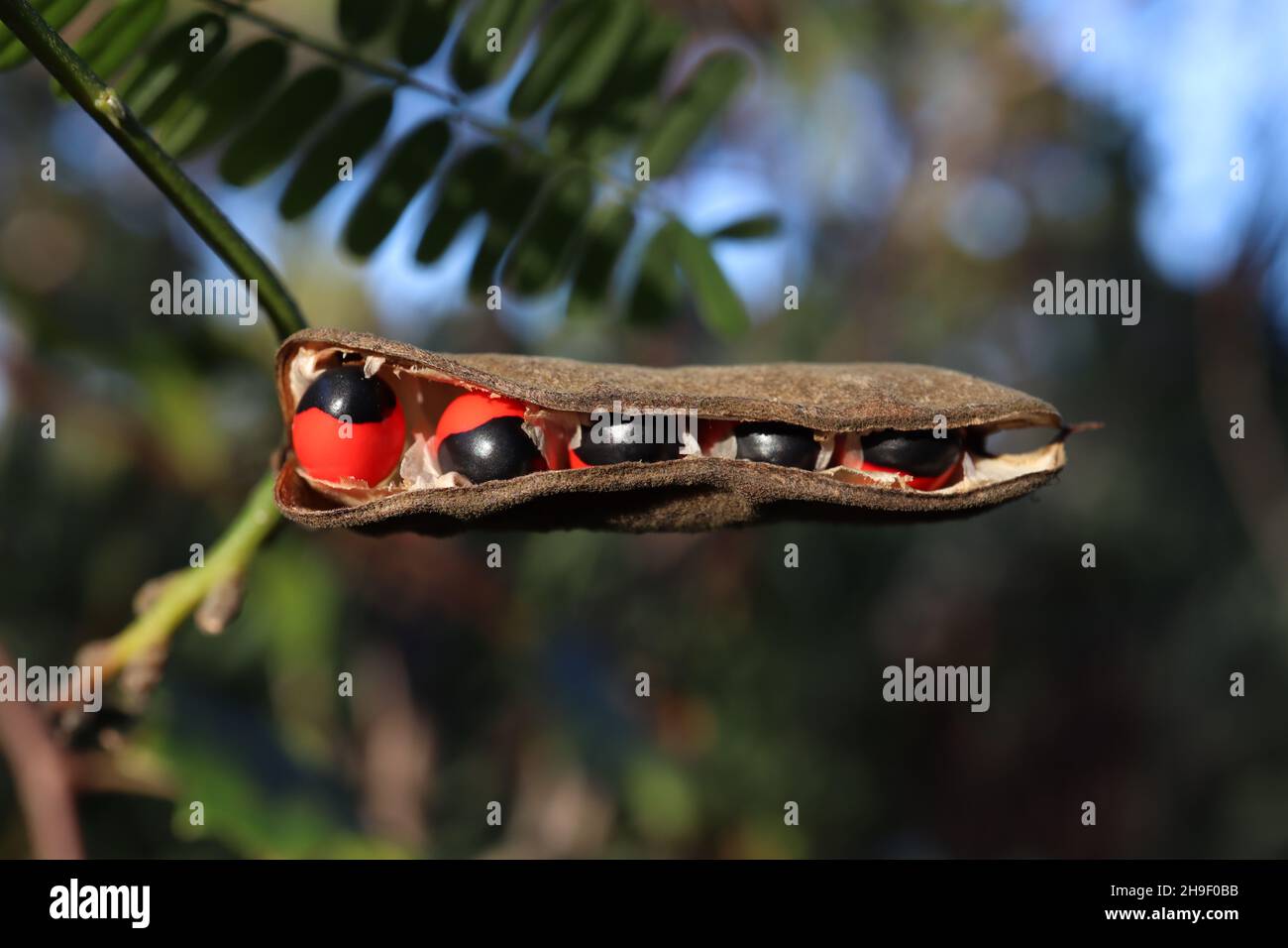 Rosary pea or abrus precatorius red and black seeds in pod Stock Photo