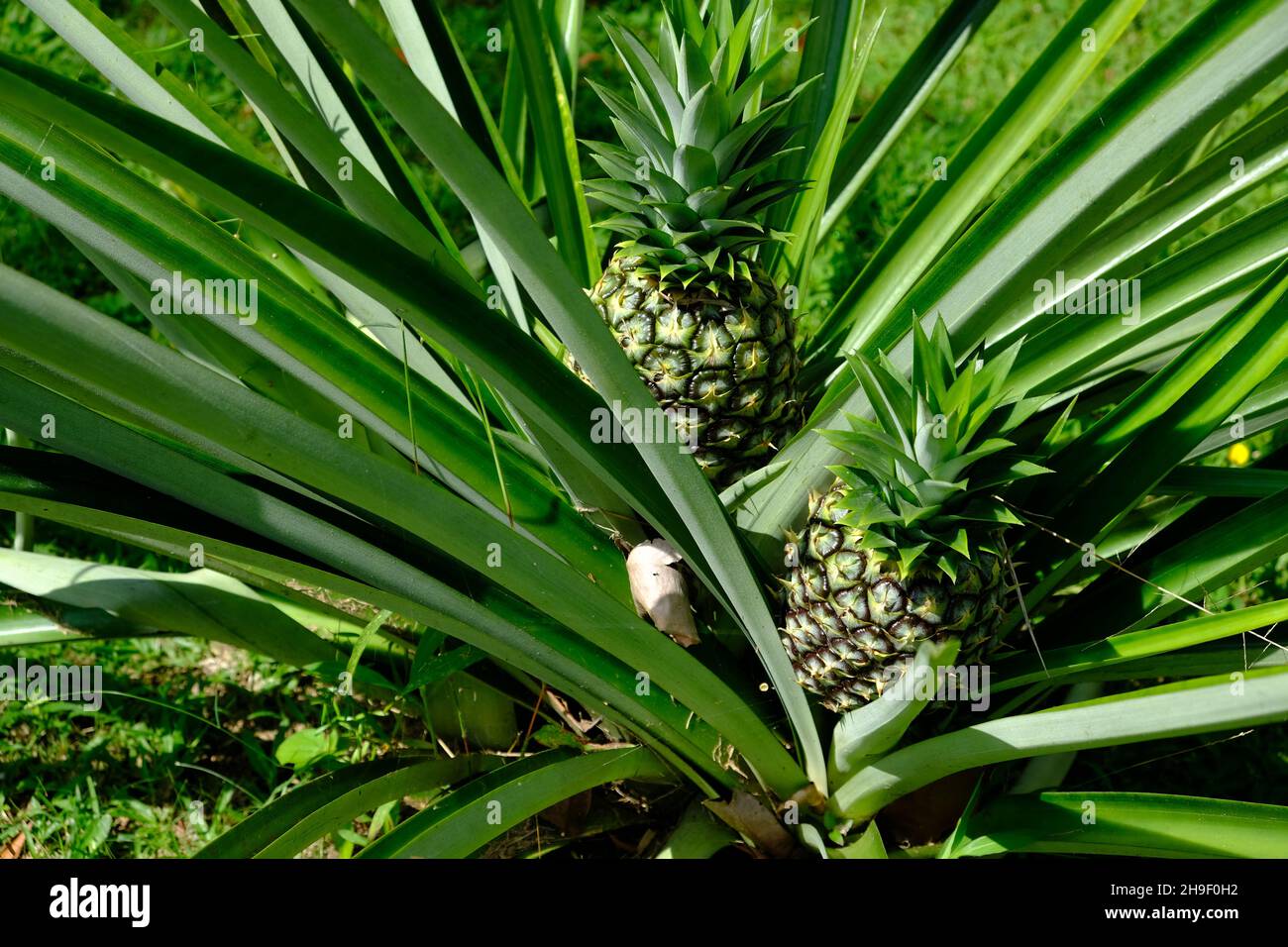 Costa Rica Tortuguero National Park - Parque Nacional Tortuguero - Pineapple plant with fruit - Ananas comosus Stock Photo