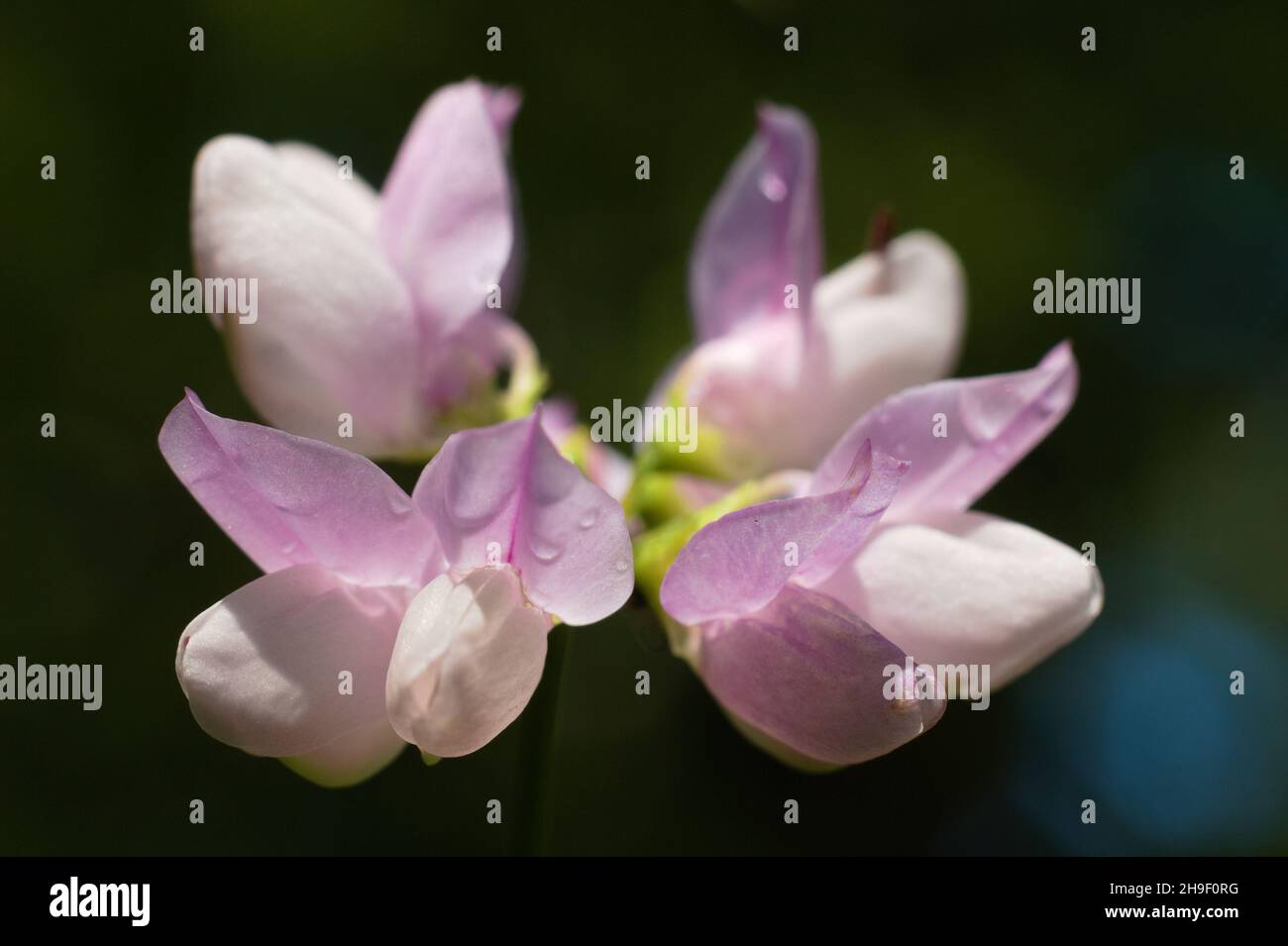 Fresh Violet Floral violet art hi-res stock photography and images - Alamy