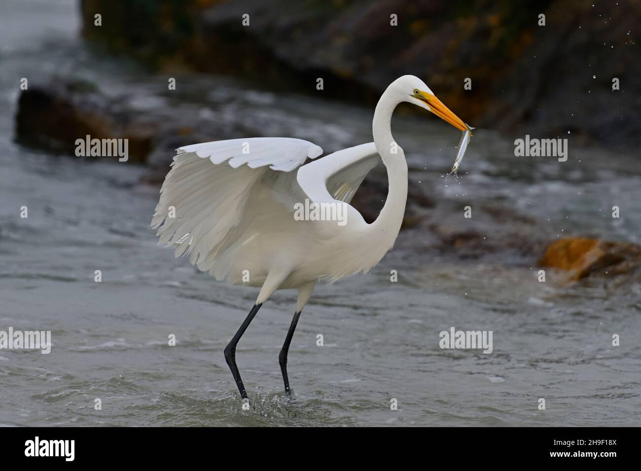 Pacific Grove, California, USA. 6th Dec, 2021. Snowy Egret lines up a fish for swallowing (Credit Image: © Rory Merry/ZUMA Press Wire) Stock Photo