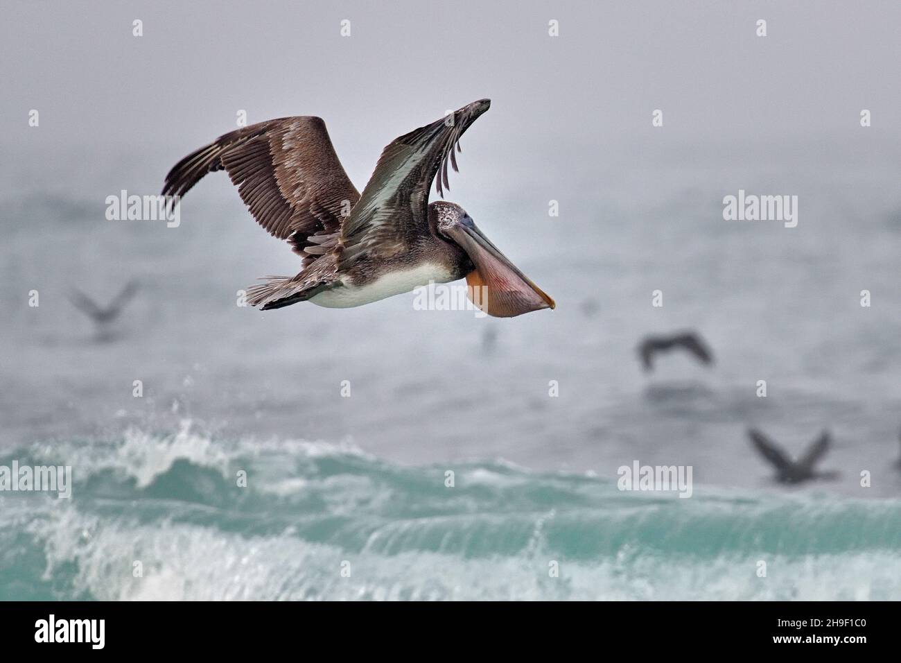 Pacific Grove, California, USA. 6th Dec, 2021. Pelican with a pouch full of fish (Credit Image: © Rory Merry/ZUMA Press Wire) Stock Photo