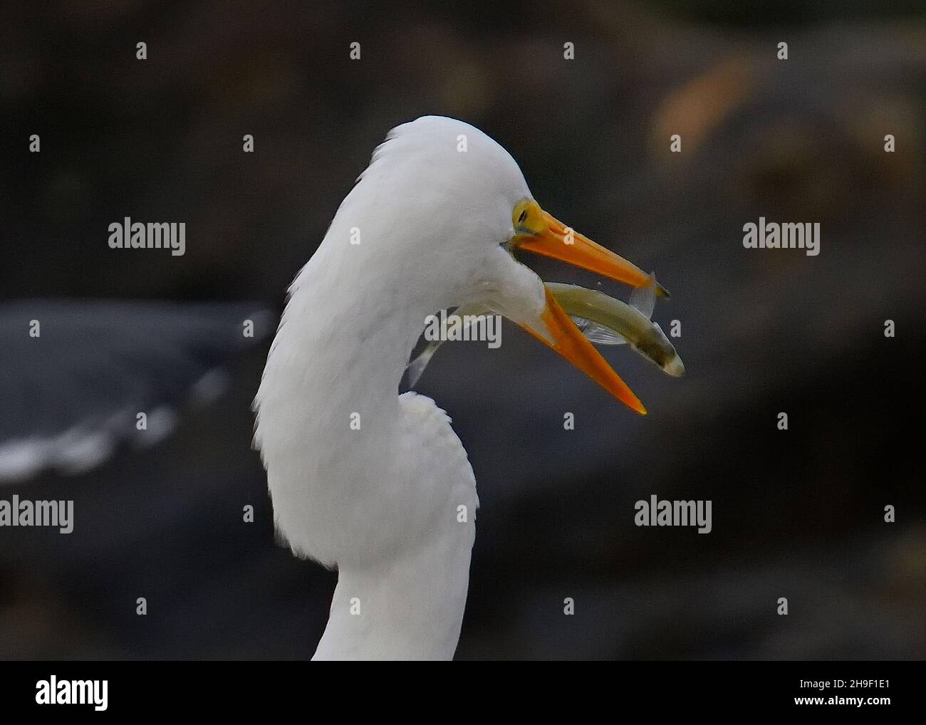 Pacific Grove, California, USA. 6th Dec, 2021. Snowy Egret lines up a fish for swallowing (Credit Image: © Rory Merry/ZUMA Press Wire) Stock Photo