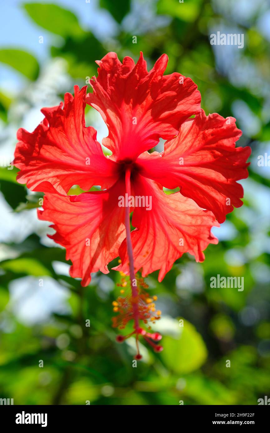 Red Color China Rose High Resolution Stock Photography and Images 