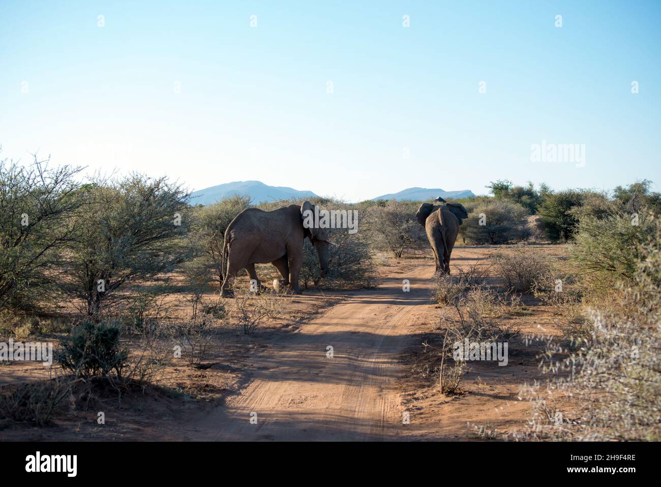 Elephants at the Erindi Private Game Reserve in Omaruru, Namibia Stock ...