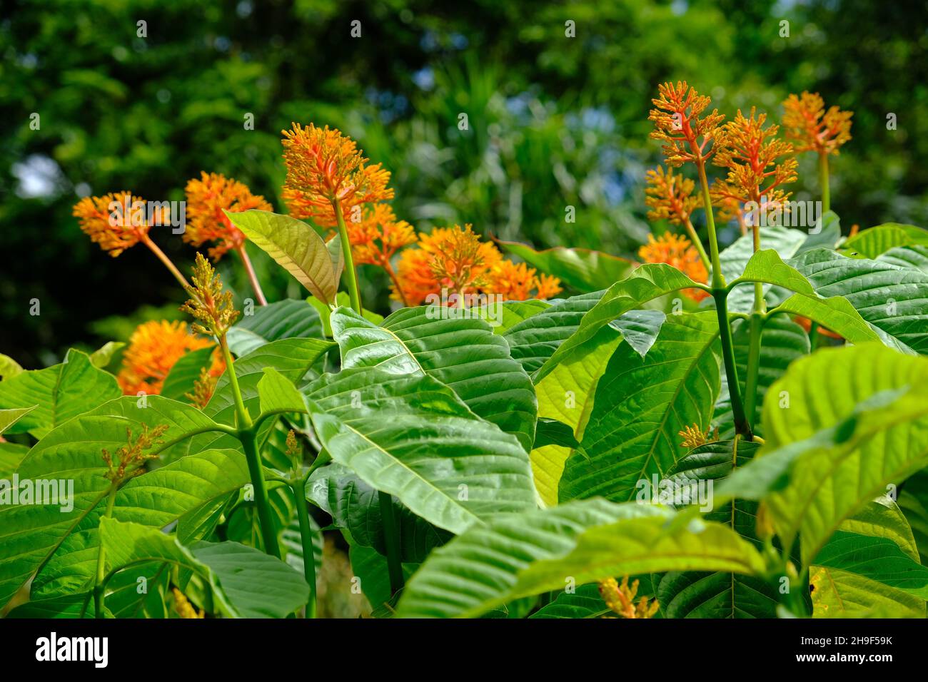 Costa Rica Tortuguero National Park - Parque Nacional Tortuguero - Orange blooming plant Stock Photo