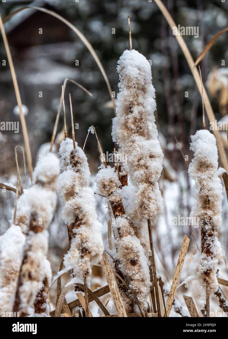 Close-up of fluffy seeding cattail plants covered in snow on a cold  December morning with a blurred background Stock Photo - Alamy