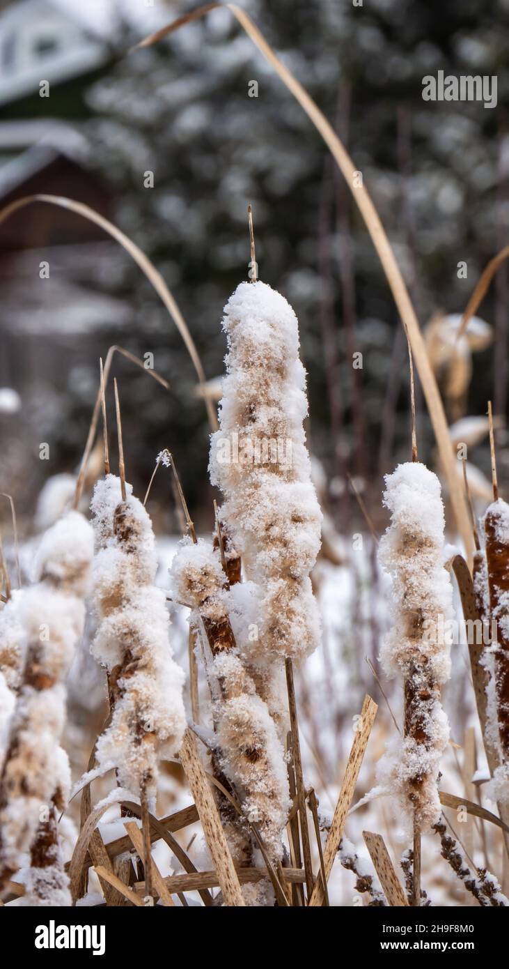 Close-up of fluffy seeding cattail plants covered in snow on a cold December morning with a blurred background. Stock Photo