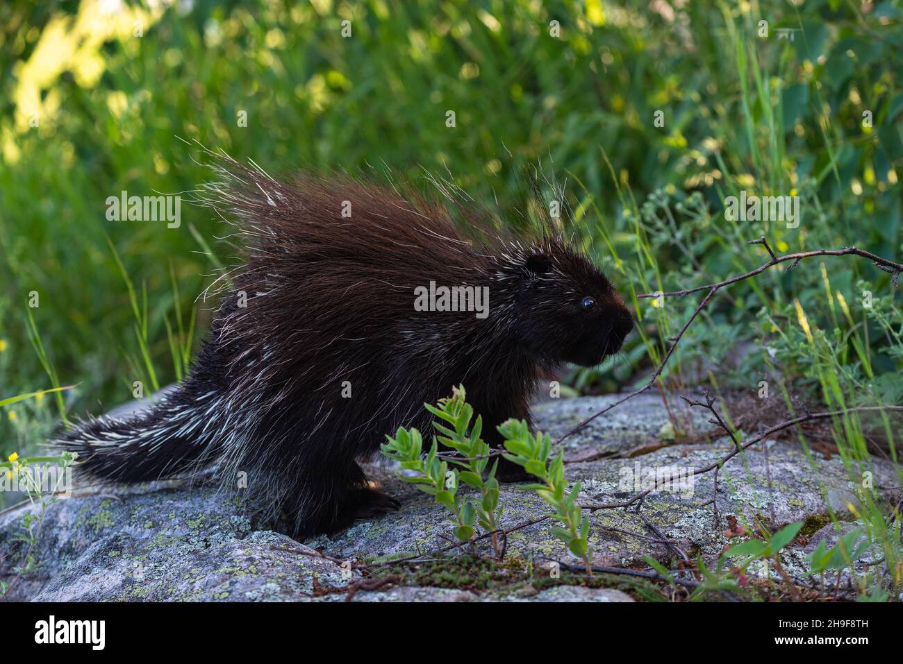 Porcupine (Erethizon dorsatum) photographied at Port-au-Persil in the Charlevoix area, Province of Quebec. Stock Photo