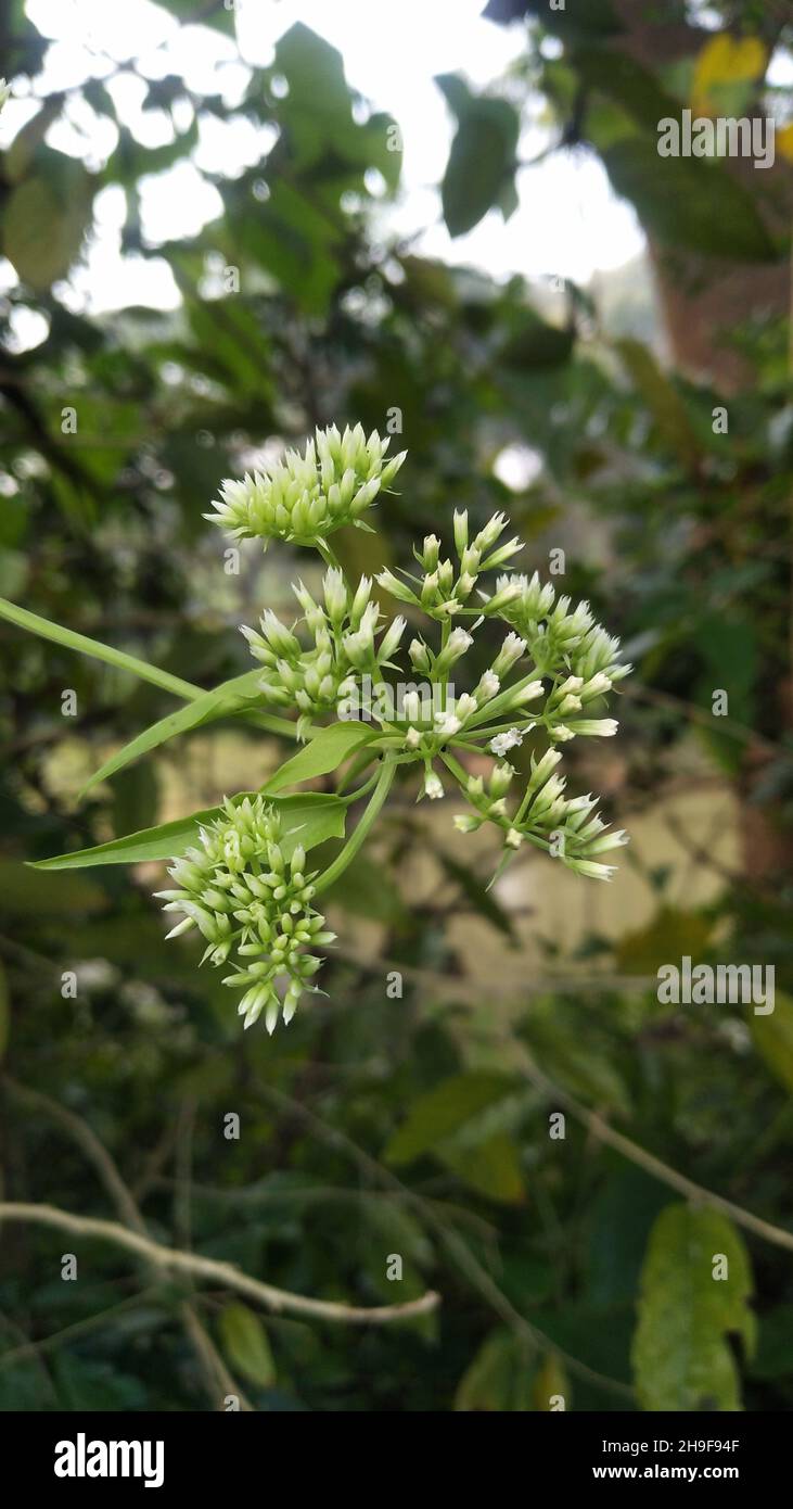 Mikania micrantha is a tropical plant, Known as bitter vine Stock Photo