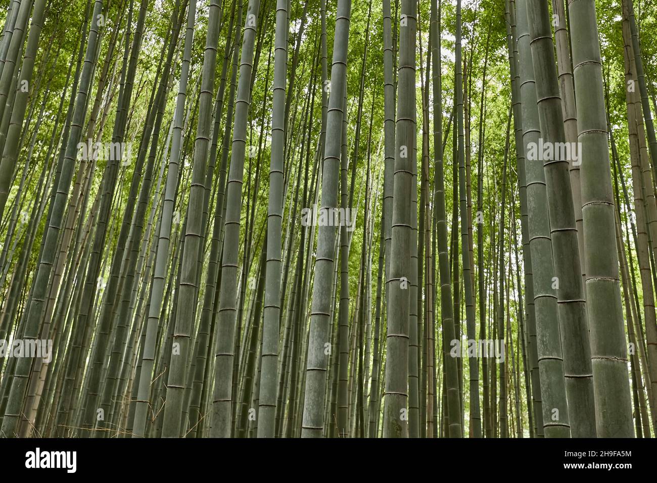 Tall Bamboo Plants Stock Photo Alamy