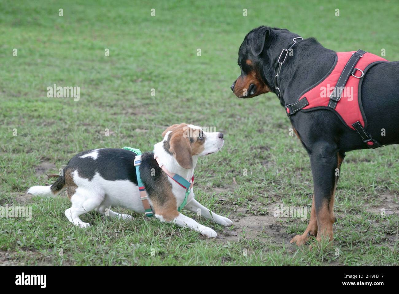 One large and another small breed dog getting to know each other at the dog park. Stock Photo