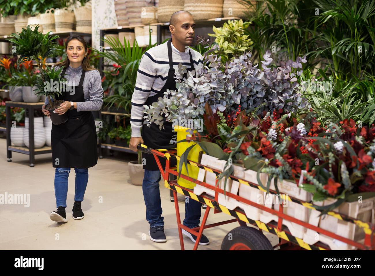 Flower market. Seller delivers potted flowers on pushcart Stock Photo