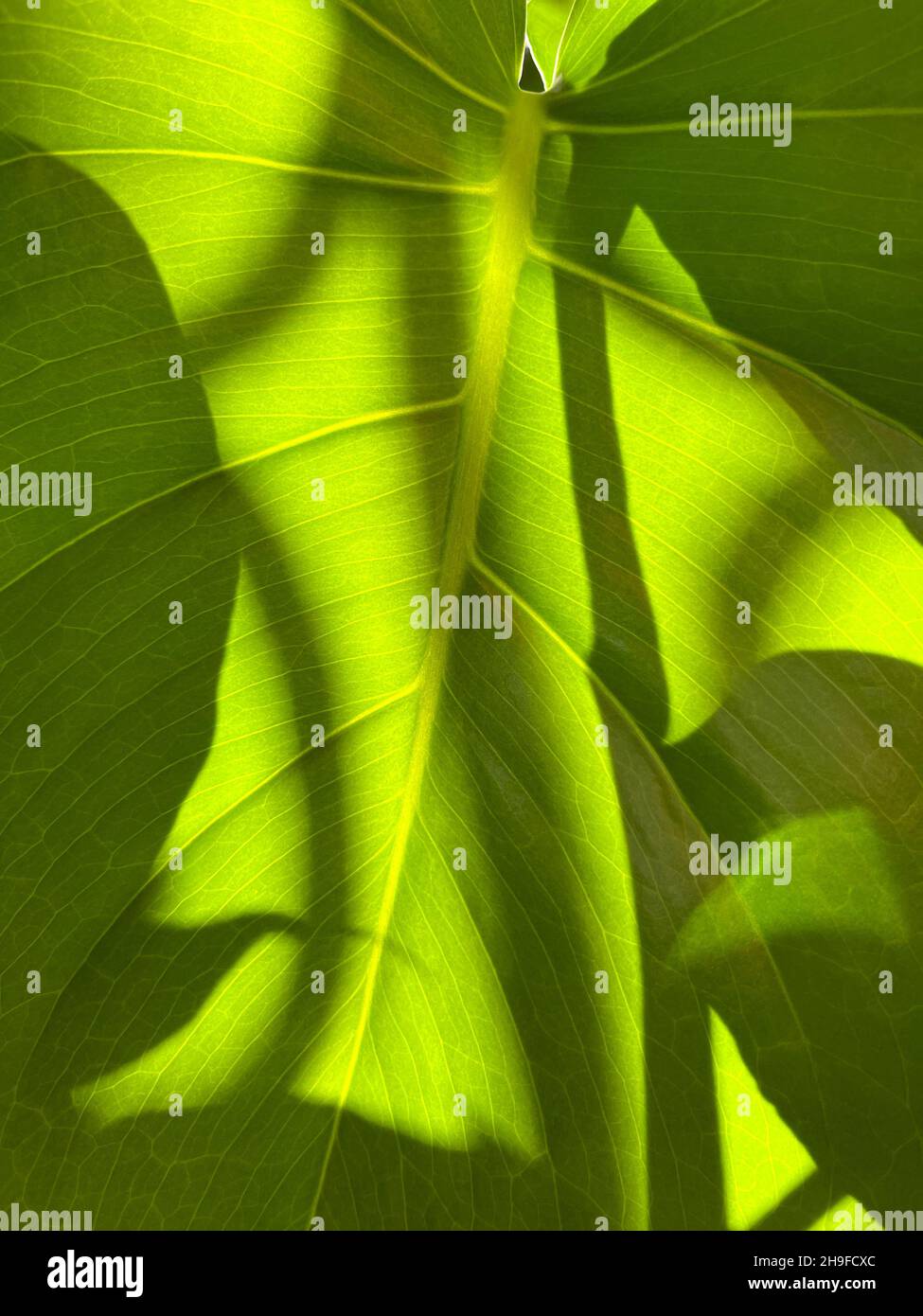 Transparent green leaves. Nature background Stock Photo