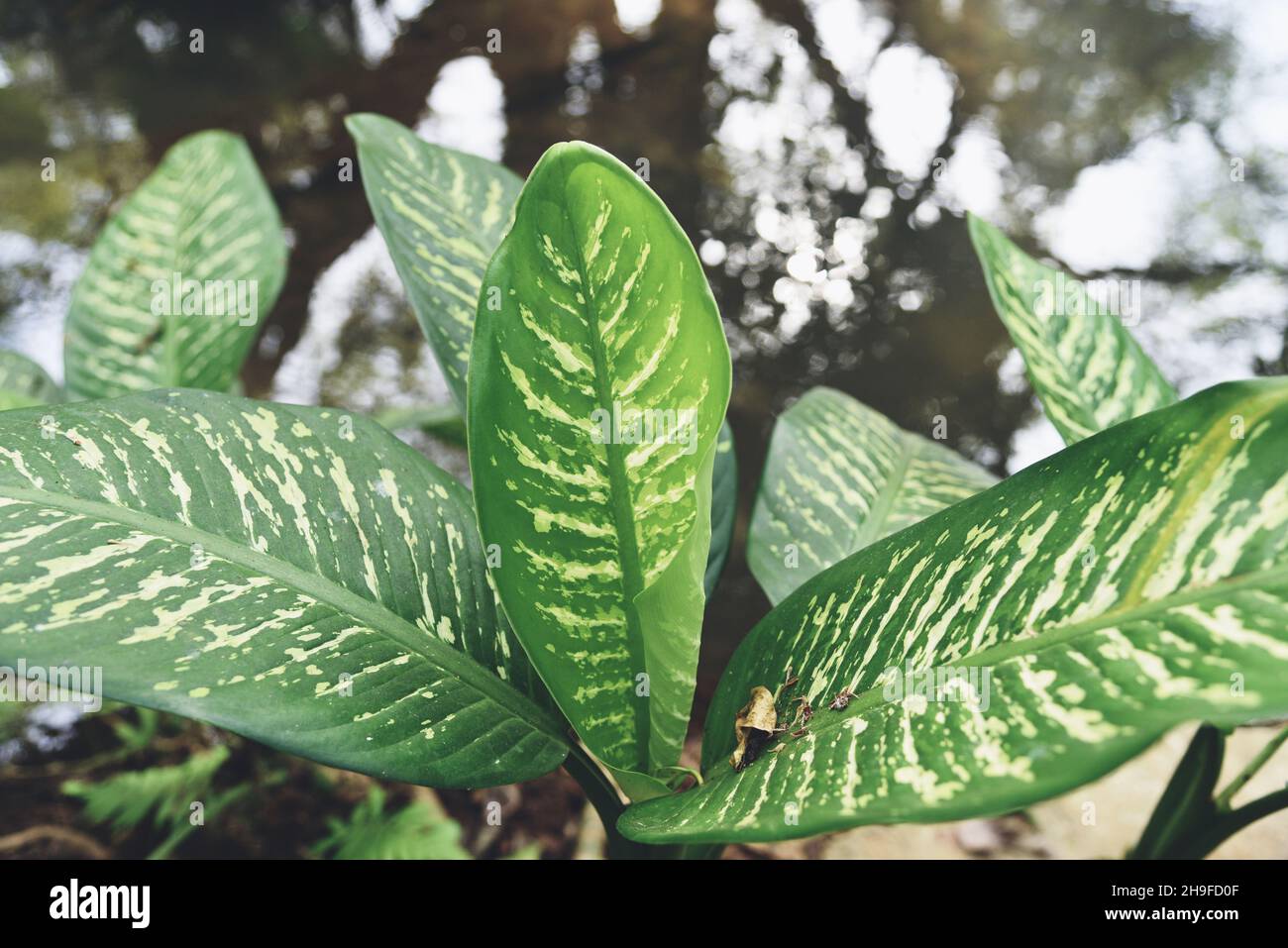 Dieffenbachia flower fresh green and white leaf plant in the home garden ornamental plants in pot, spotted leaves Aglaonema Repotting plant concept Stock Photo