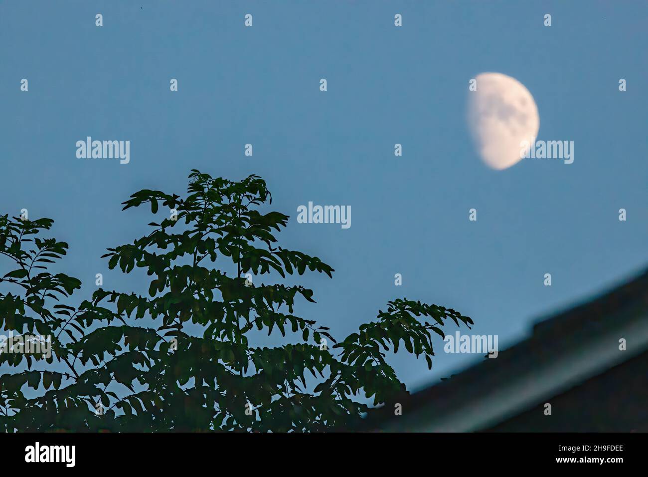 Moon Rising Through Trees Evening moon tree hi-res stock photography and images - Alamy