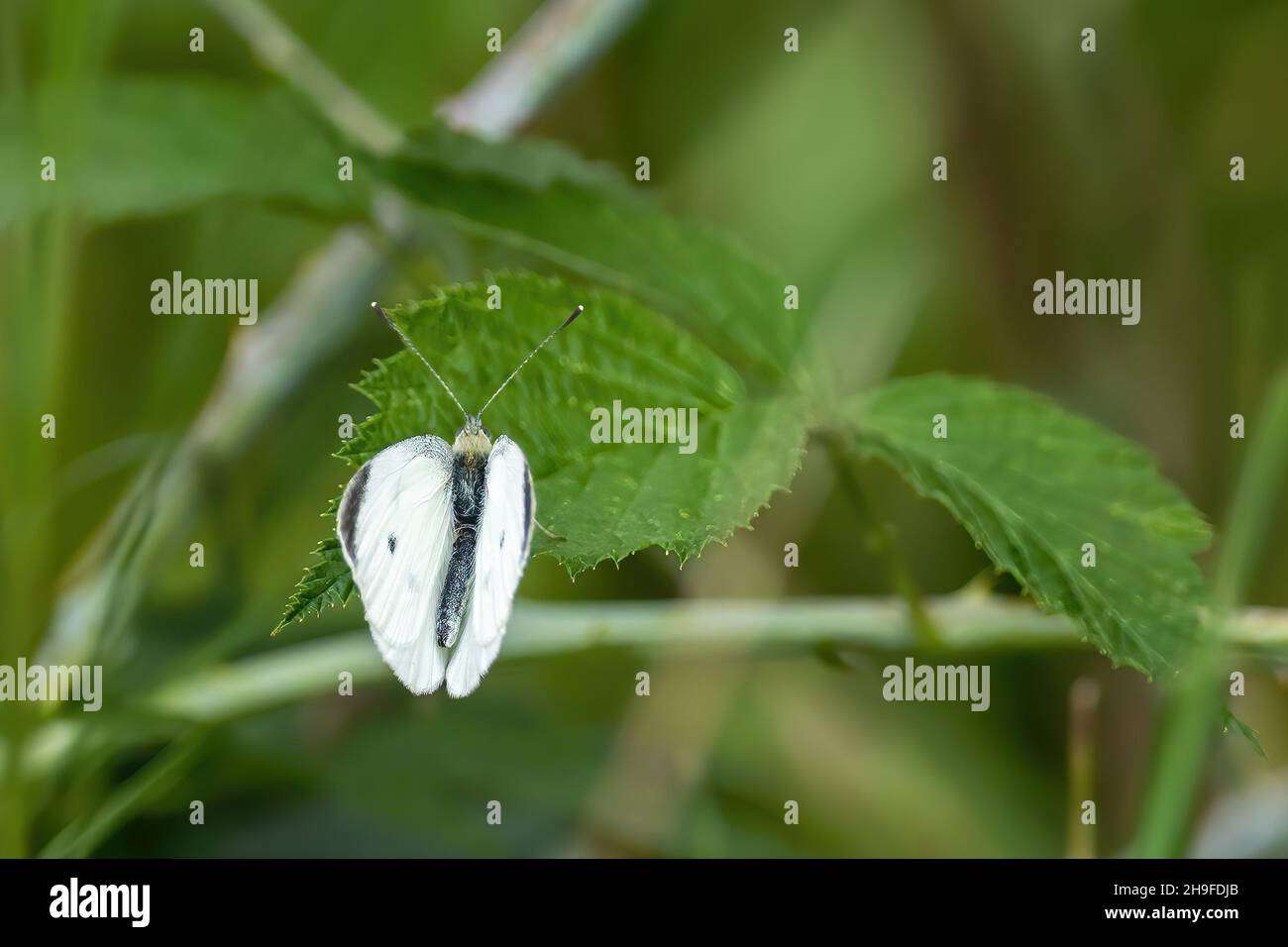 Cabbage butterfly resting on a green plant vine Stock Photo Alamy