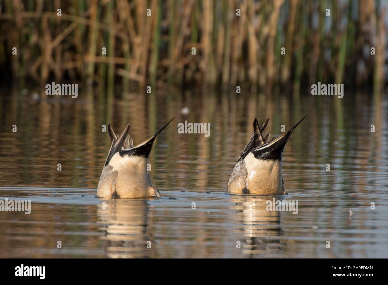 Two ducks bobbing hires stock photography and images Alamy