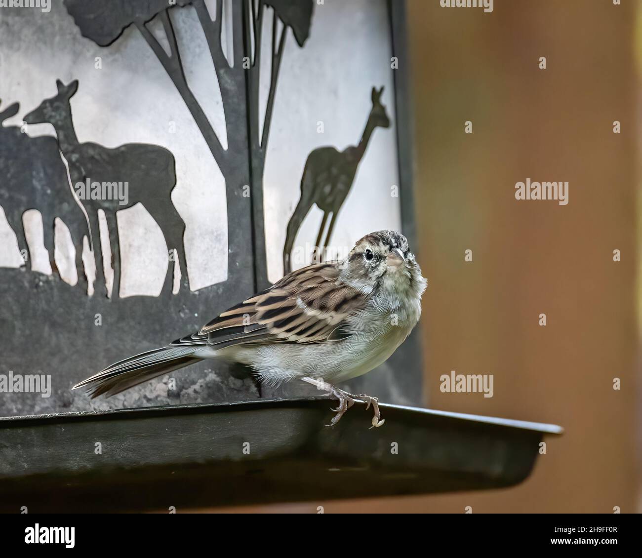 Female house sparrow on a backyard bird feeder in the summer Stock