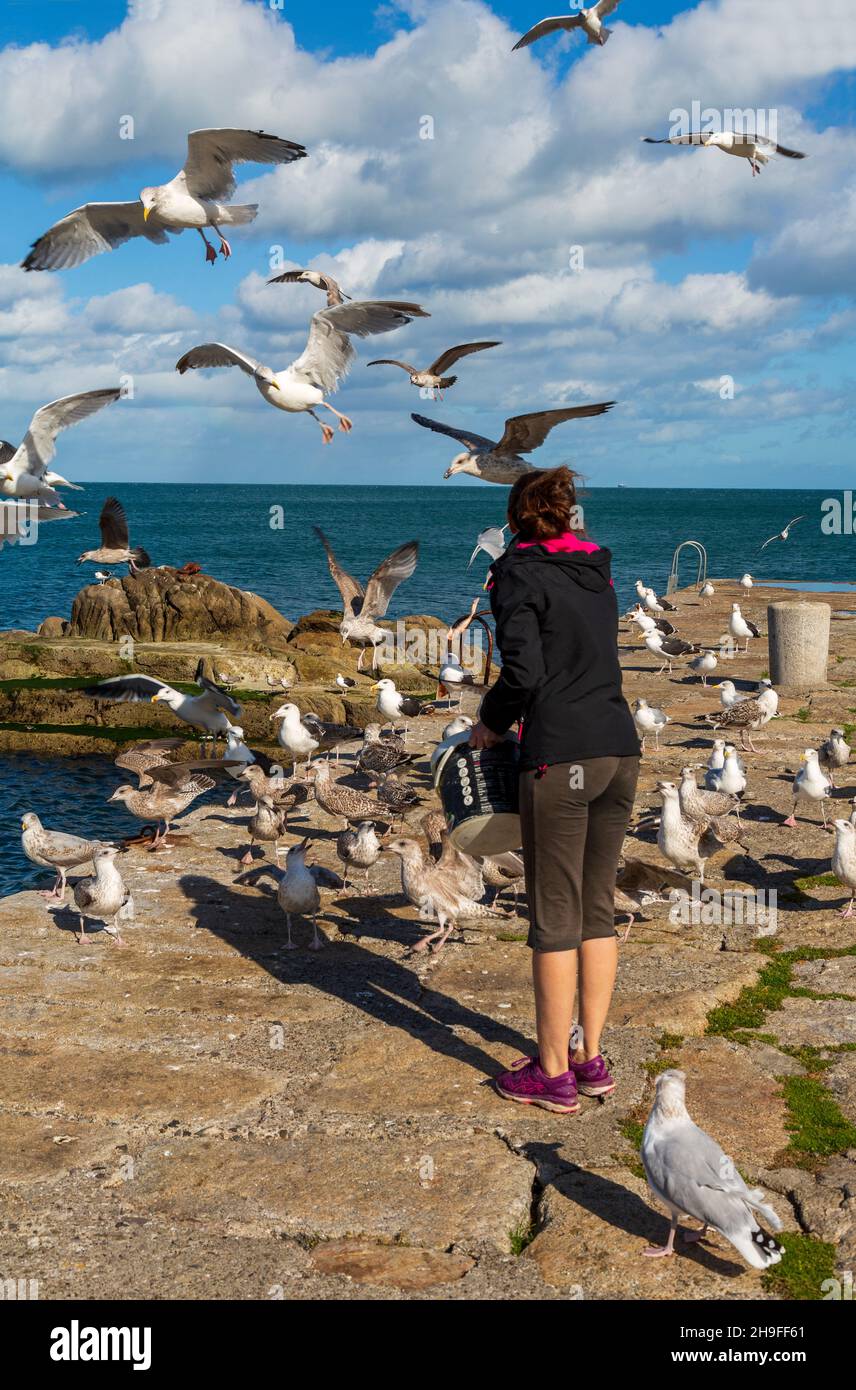 Feeding Gulls in Bullock Harbour, County Dublin, Ireland Stock Photo