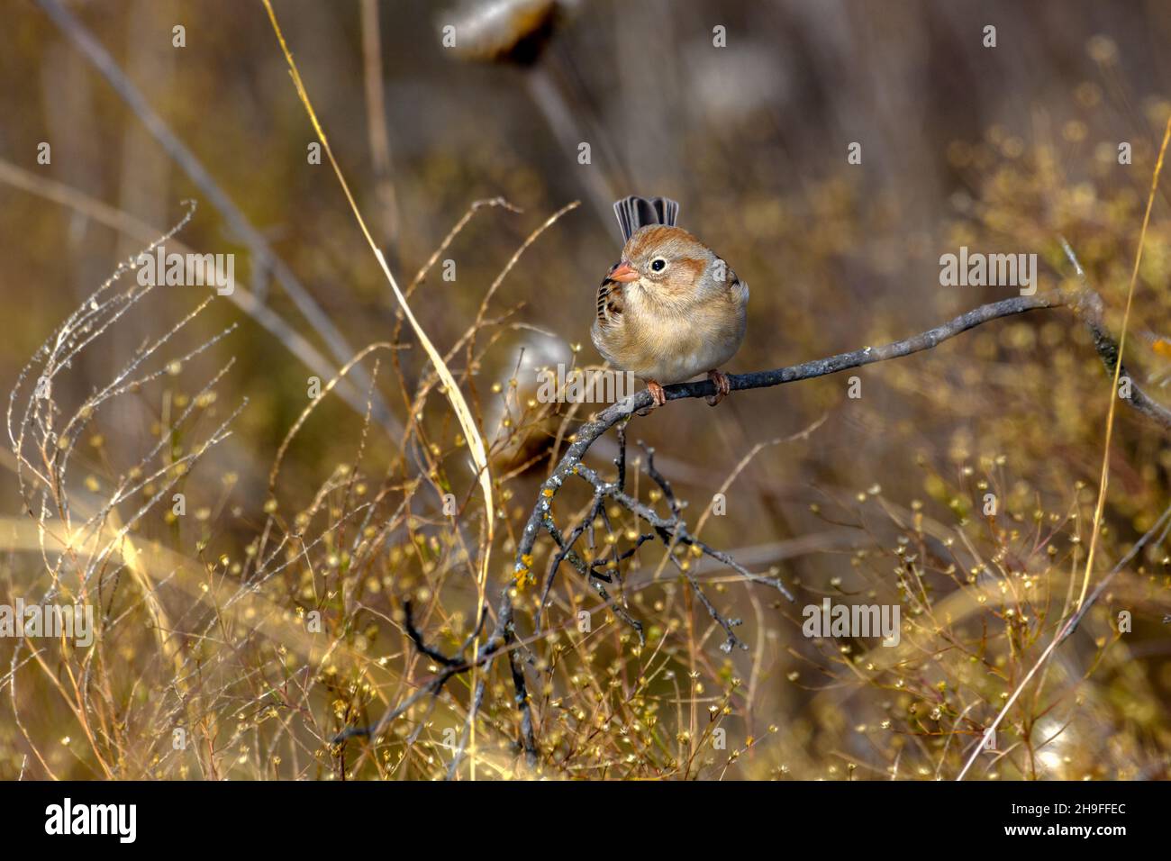 Field Sparrow - Spizella pusilla - perched on twig in tall grass and vegitation Stock Photo