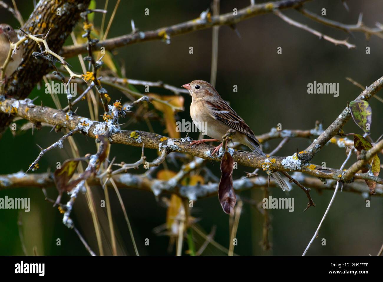 Field Sparrow - Spizella pusilla - Perched in tree with thorny branches Stock Photo