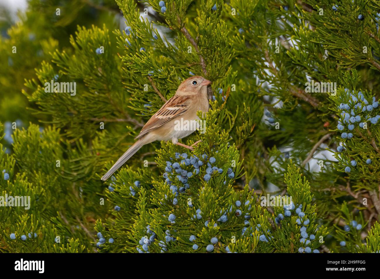 Field Sparrow - Spizella pusilla - perched in Juniper Tree.  Long forked tail Stock Photo