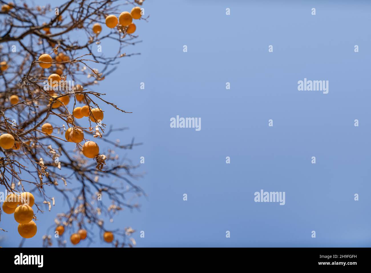 Concept of autumn, health and ecology. Oranges hang on dry branches without leaves against a blue sky. Copy space Stock Photo