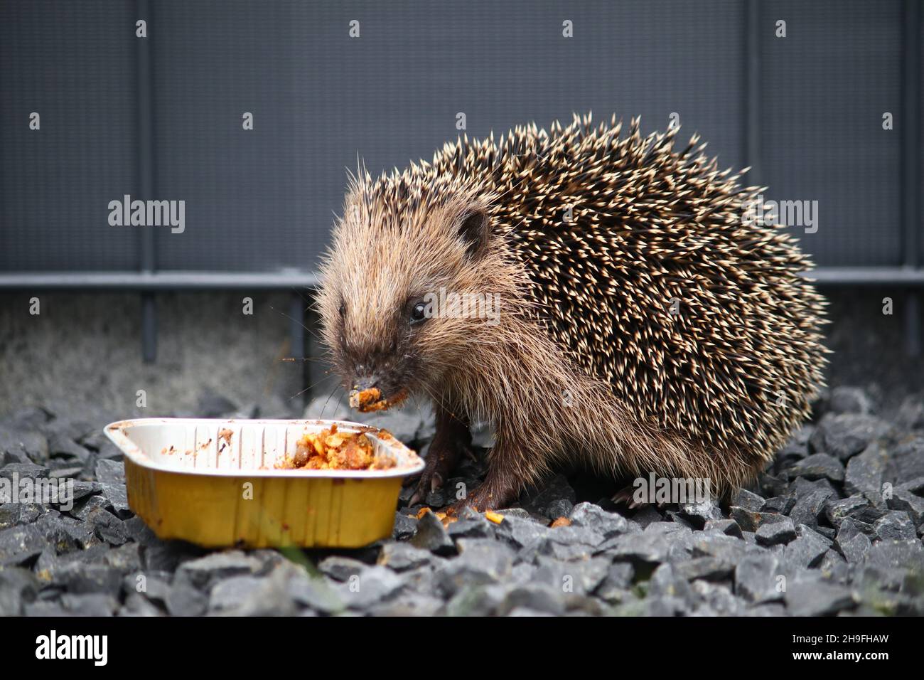 hedgehog feeding cage