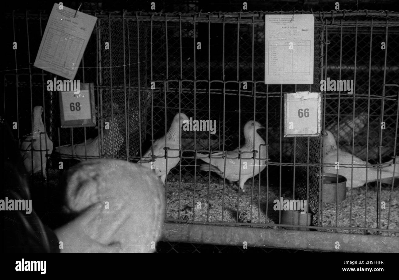 Kraków, 1948-02-02. Wystawa zwierz¹t domowych i hodowlanych zorganizowana przez krakowski Zwi¹zek Opieki nad Zwierzêtami. Nz. go³êbie w klatce. po/mgs  PAP      Cracow, Feb. 2, 1948. The farm and breeding animals exhibition arranged by Cracow's Animals Protection Union. Pictured: pigeons in the cage.  po/mgs  PAP Stock Photo