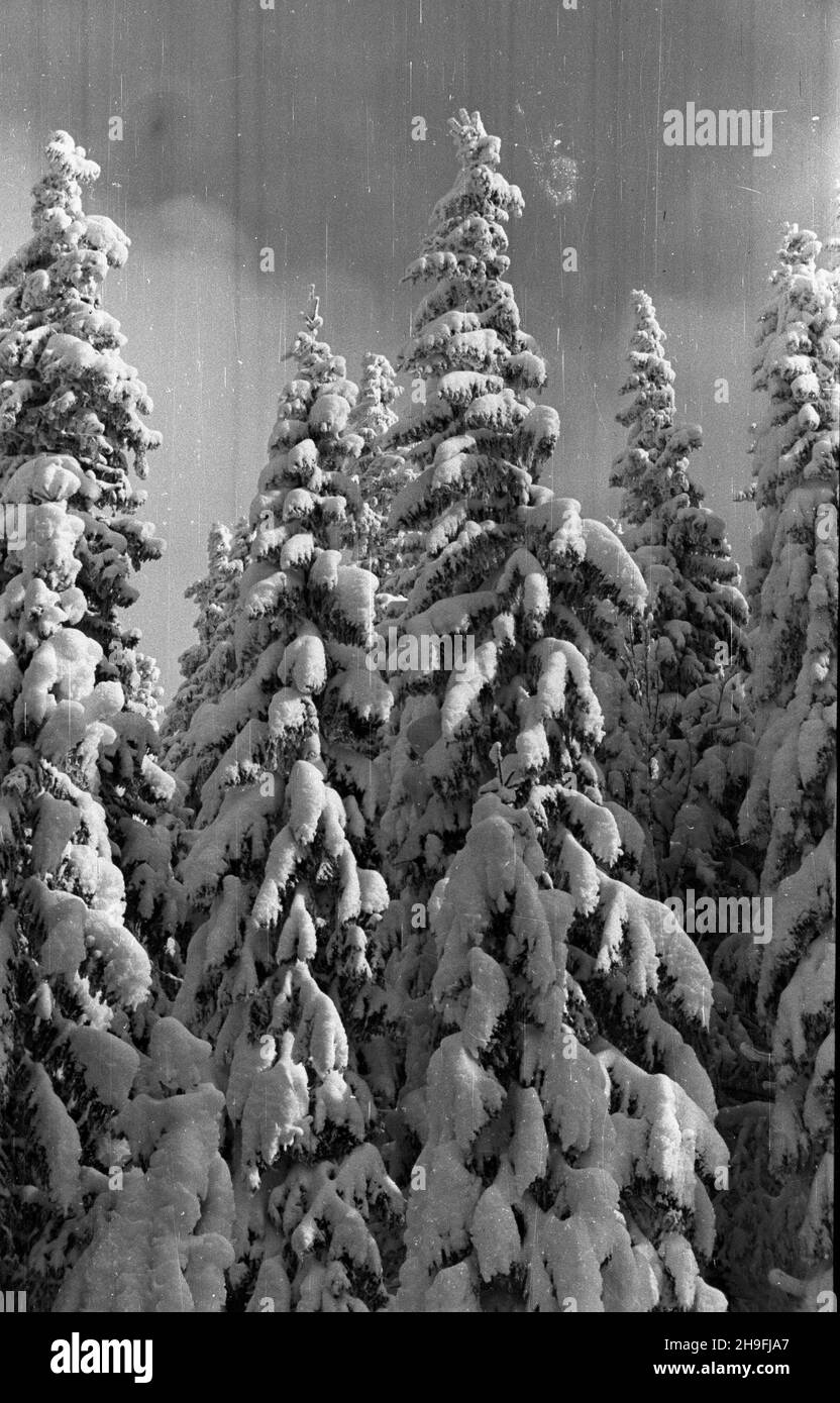 Karpacz, 1948-02-19. W dniach od 18 do 22 lutego odbywa³y siê mistrzostwa narciarskie Polski. Nz. oœnie¿one œwierki przy trasie biegu zjazdowego na stokach Ma³ej Kopy pod Œnie¿k¹. msa  PAP      Karpacz, Feb. 19, 1948. Poland's Skiing Championships were held on February 18 to 22. Pictured: snow-covered spruces near the downhill race route on the slopes of Mala Kopa at the foot of Sniezka.  msa  PAP Stock Photo