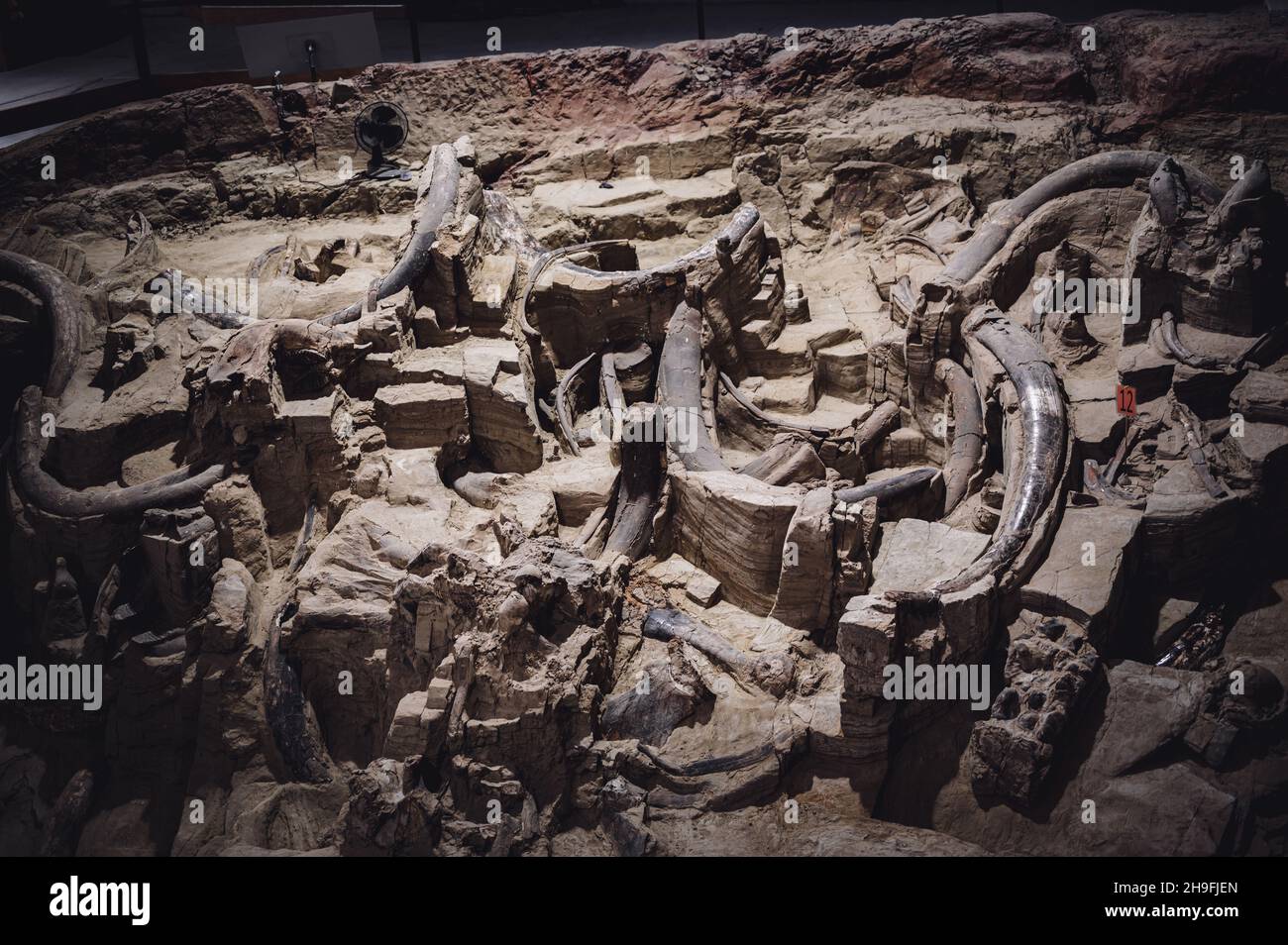Hot Springs, South Dakota -10.2021: bones being excavated at the Mammoth Dig site caused by a collapsed sink hole Stock Photo