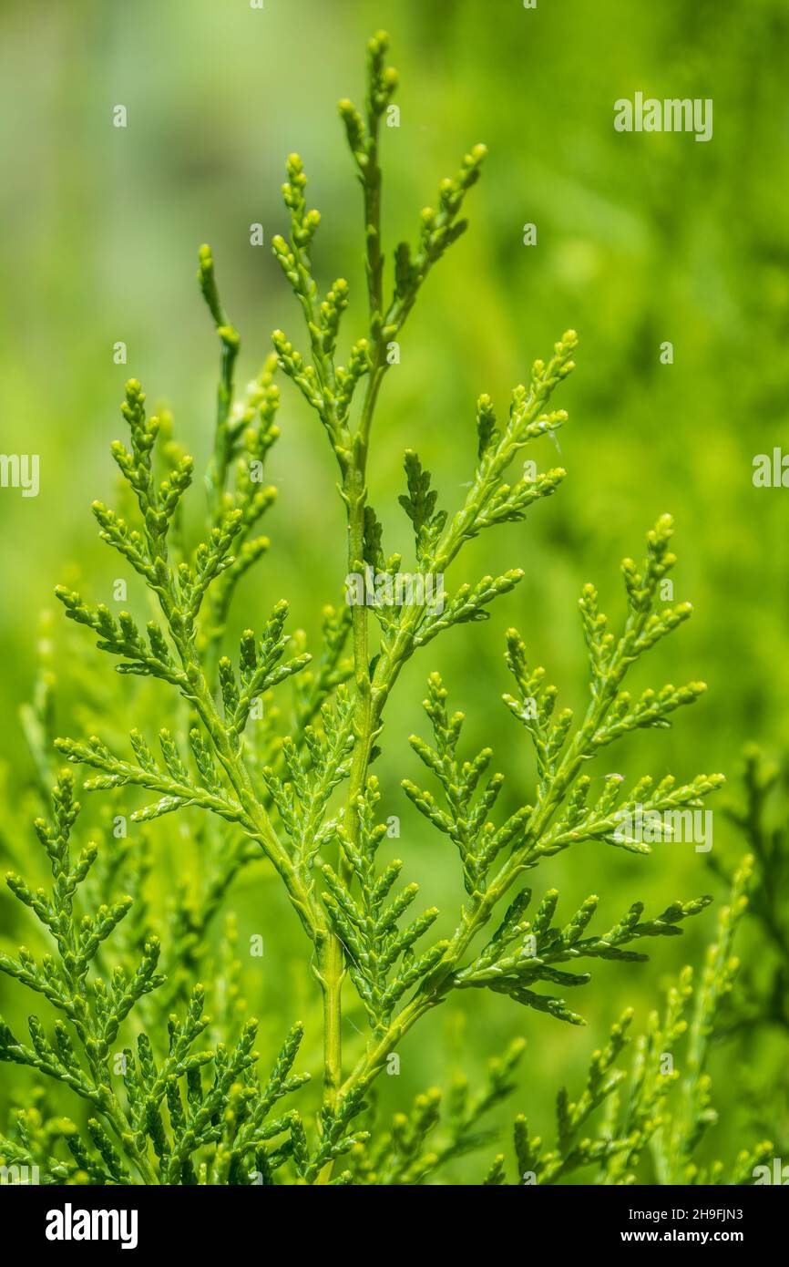 Green branches and young leaves of a thuja tree. Background image. Stock Photo