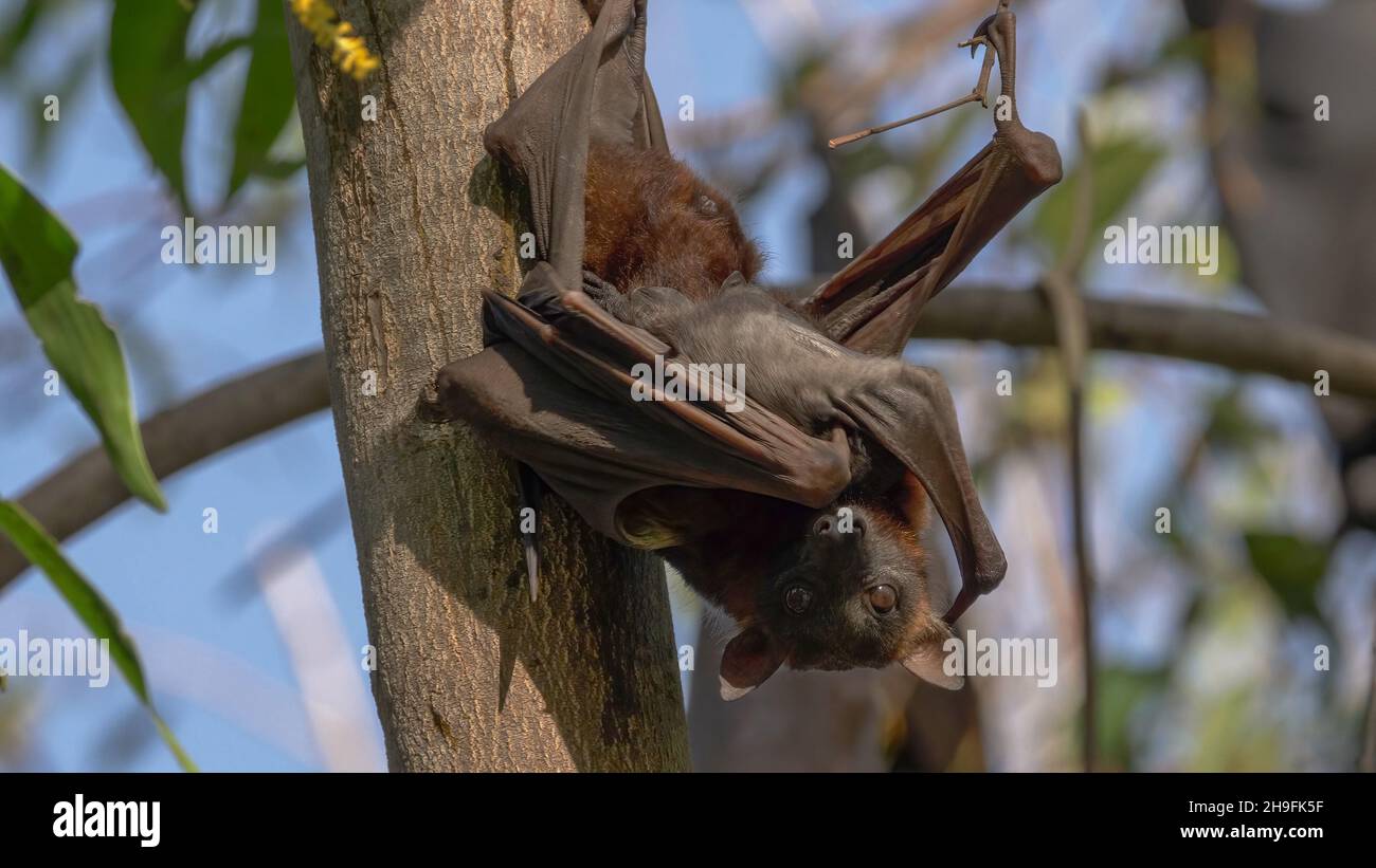 close up of fruit bats at nitmiluk gorge in nitmiluk national park Stock Photo