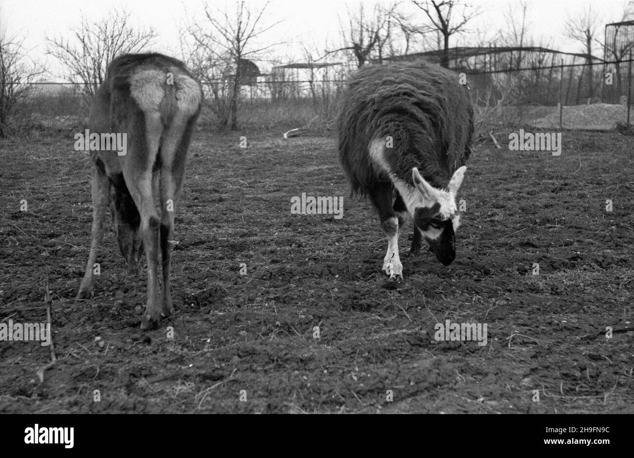 Warszawa, 1948-03. Warszawski Ogród Zoologiczny odradzaj¹cy sie po wojnie. Nz. lama i ³ania na wspólnym wybiegu. kw  PAP  Dok³adny dzieñ wydarzenia nieustalony.      Warsaw, March 1948. The Warsaw ZOO rebuilt after the war. Pictured: a llama and a hind in a pen.  kw  PAP Stock Photo