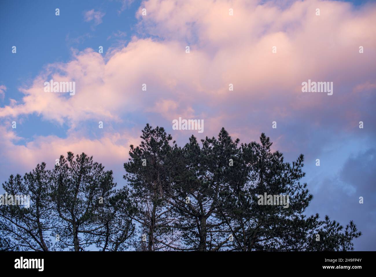 Tree top with clouds seen hovering above Stock Photo