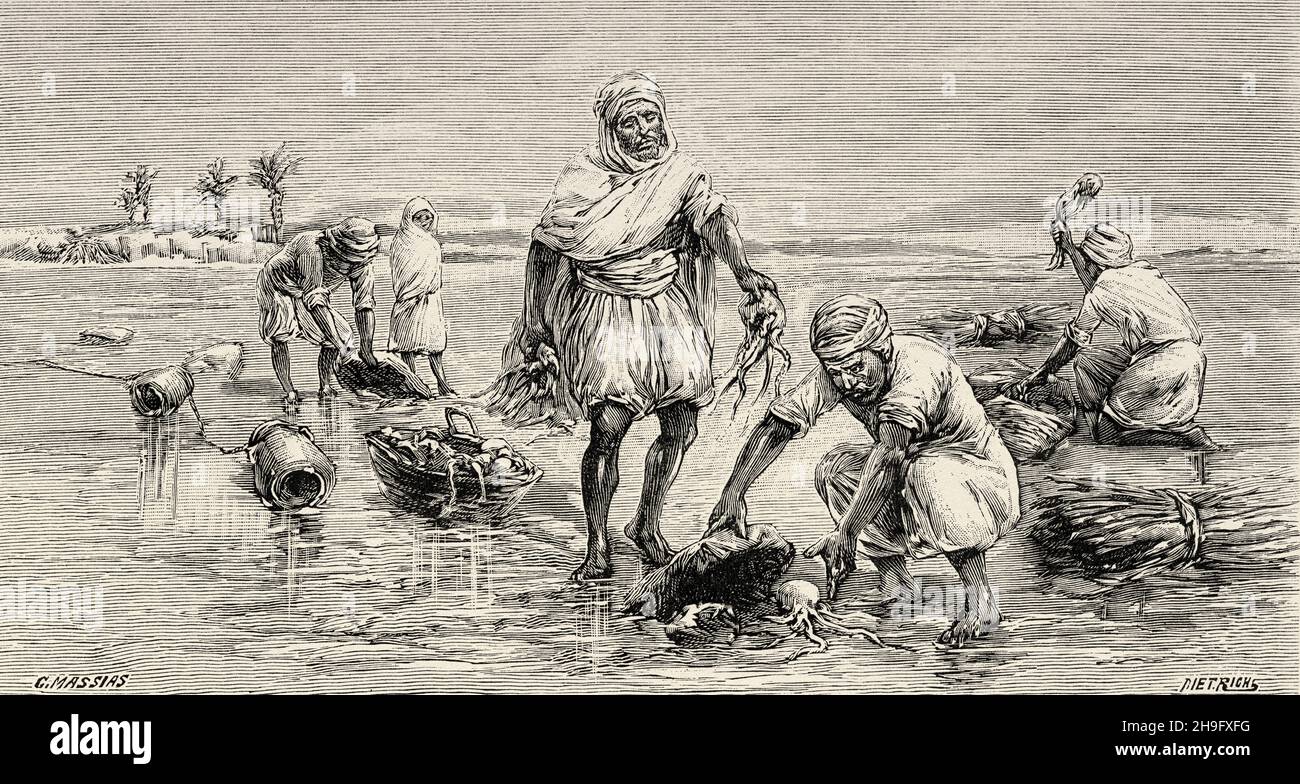 Traditional octopus fishing in Tunisia, Africa. Old 19th century engraved illustration from La Nature 1897 Stock Photo