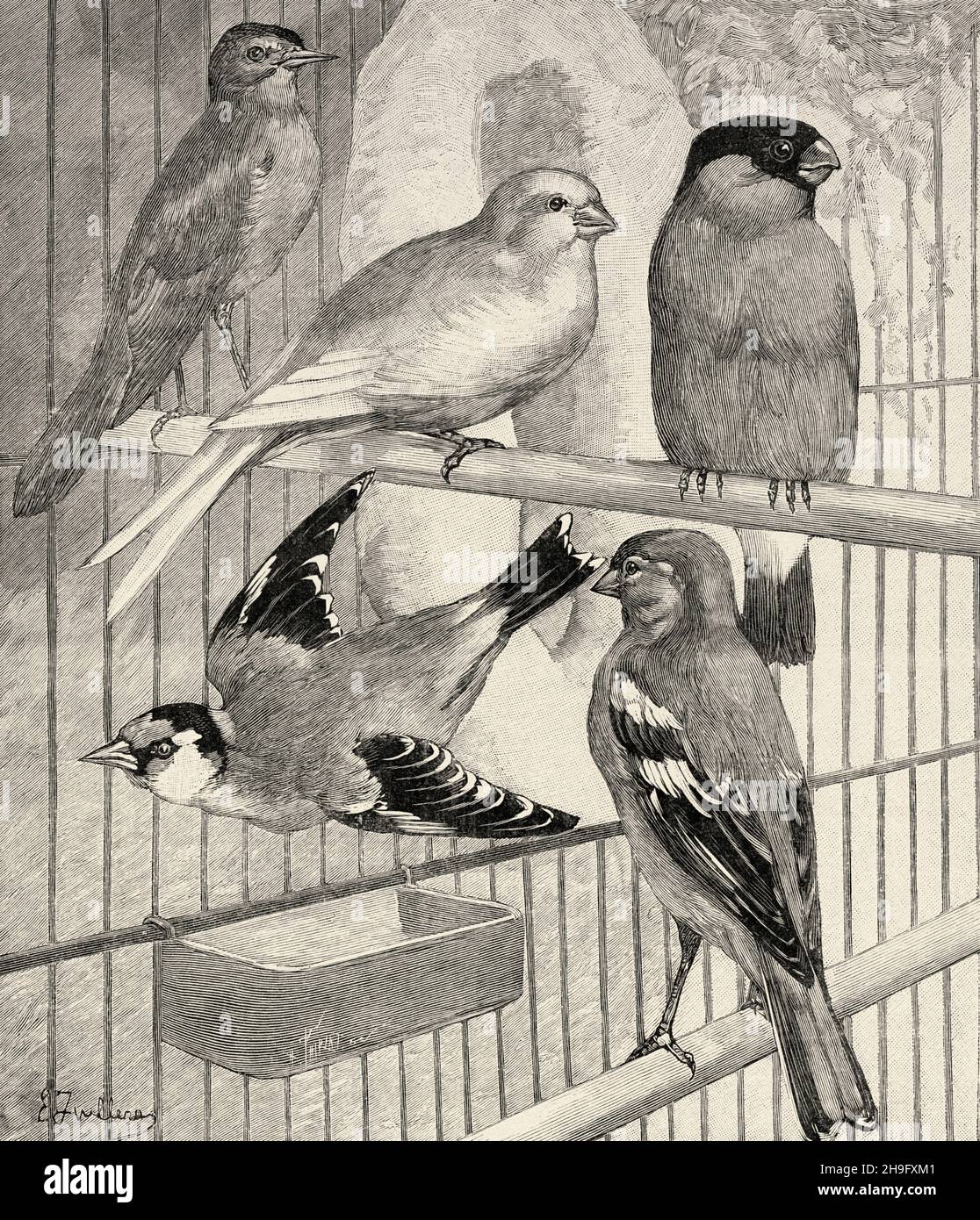 Songbirds. Nightingale, Serin, Bullfinch, Goldfinch, Chaffinch. Old 19th century engraved illustration from La Nature 1897 Stock Photo