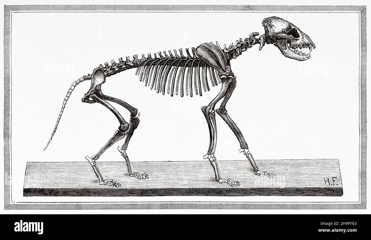 Cave hyena skeleton, discovered in the Gargas dungeon. Old 19th century engraved illustration from La Nature 1885 Stock Photo