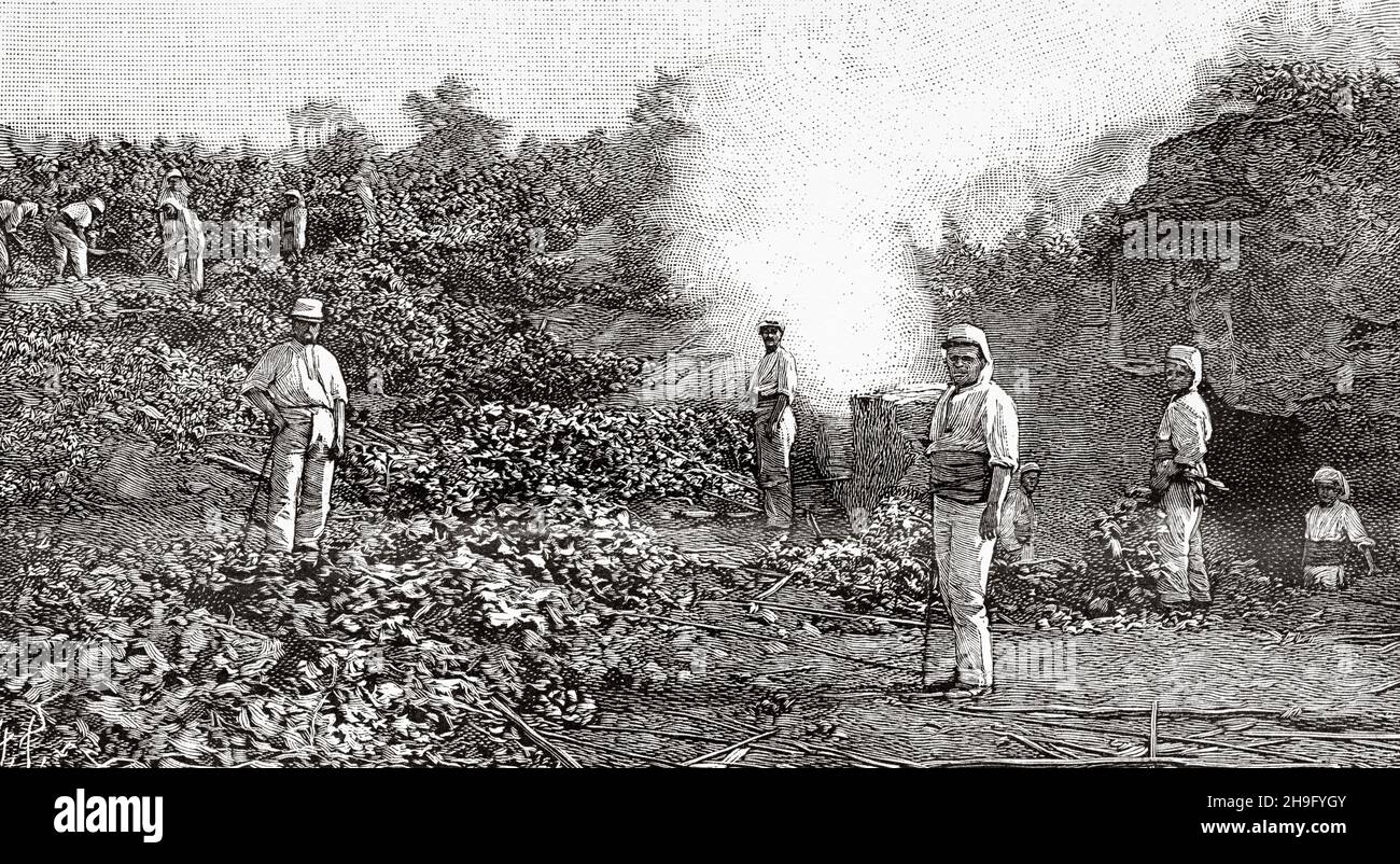 The fight against phylloxera in Algeria, cutting and burning of phylloxera vines, France. Old 19th century engraved illustration from La Nature 1885 Stock Photo