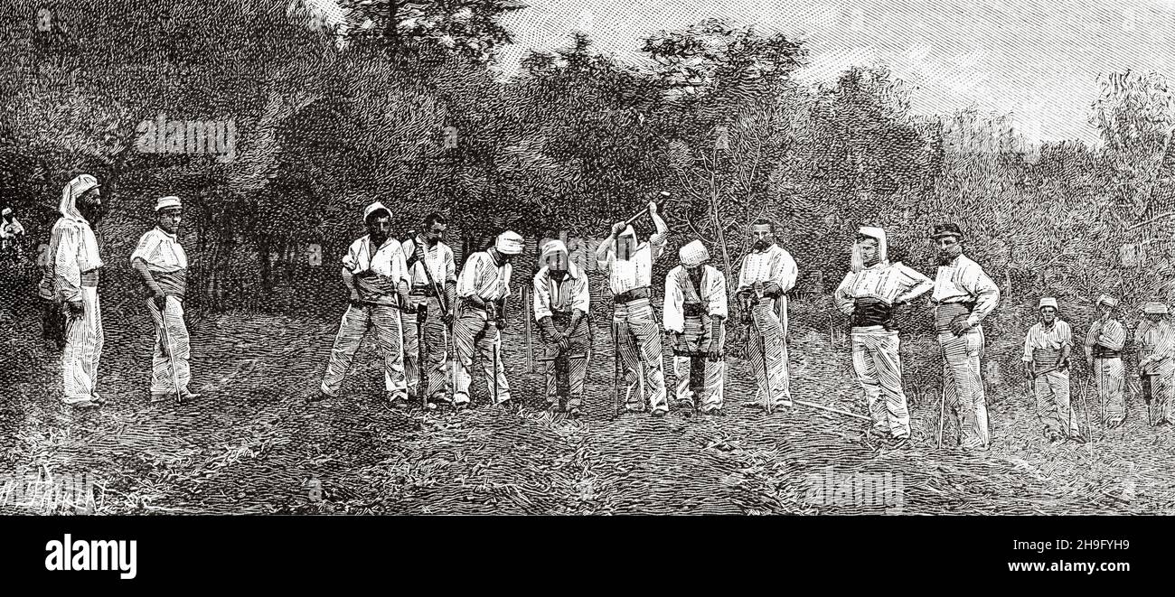 The fight against phylloxera in Algeria, treatment with forelegs for injecting carbon disulphide into the soil. Old 19th century engraved illustration from La Nature 1885 Stock Photo