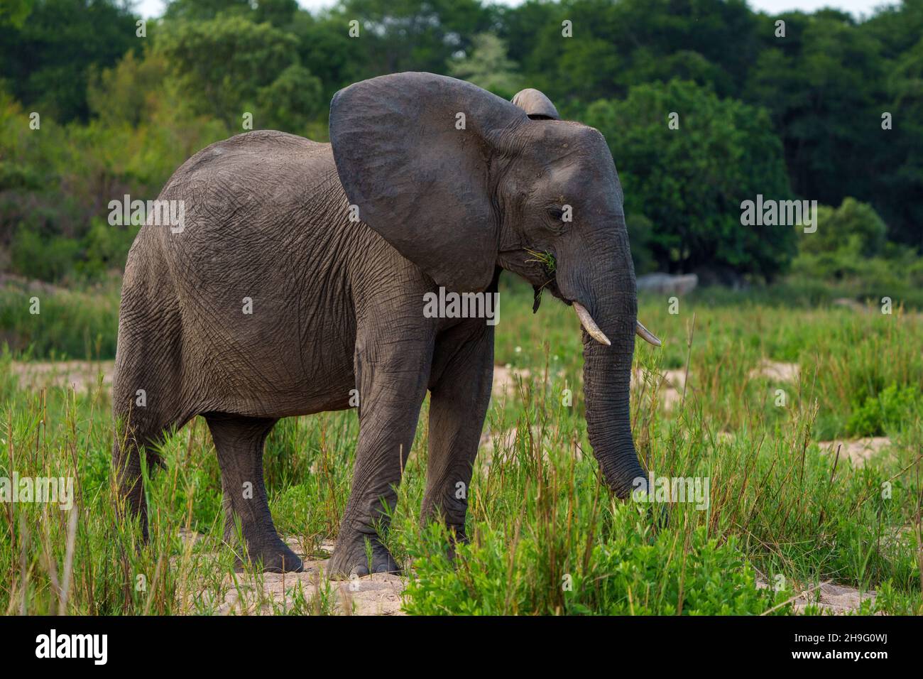 African bush elephant or African savanna elephant (Loxodonta africana) feeding. Mpumalanga. South Africa. Stock Photo