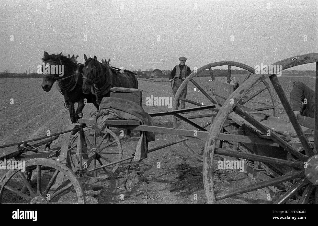 Polska, 1948-04. Wprzêganie koni do siewnika. kw  PAP  Dok³adny dzieñ wydarzenia nieustalony.      Poland, April 1948. Horse harnessing to a seeder.  kw  PAP Stock Photo