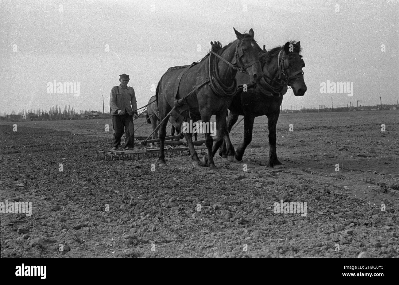 Polska, 1948-04. Bronowanie ziemi. kw  PAP  Dok³adny dzieñ wydarzenia nieustalony.      Poland, April 1948. Field harrowing.  kw  PAP Stock Photo